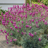Muurbloem 'Bowles Mauve' - Willemse