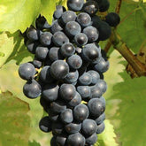 Blauwe muskaatdruif - Vitis vinifera Muscat Bleu - Willemse