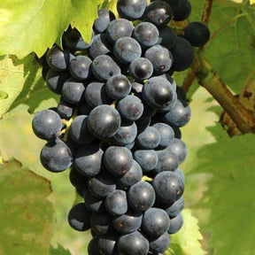 Blauwe muskaatdruif - Vitis vinifera Muscat Bleu - Willemse