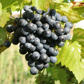 Blauwe muskaatdruif - Willemse