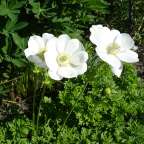 Anemonen coronaria The Bride