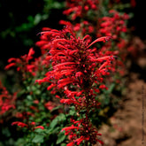 Dropplant Kudos Red - Willemse