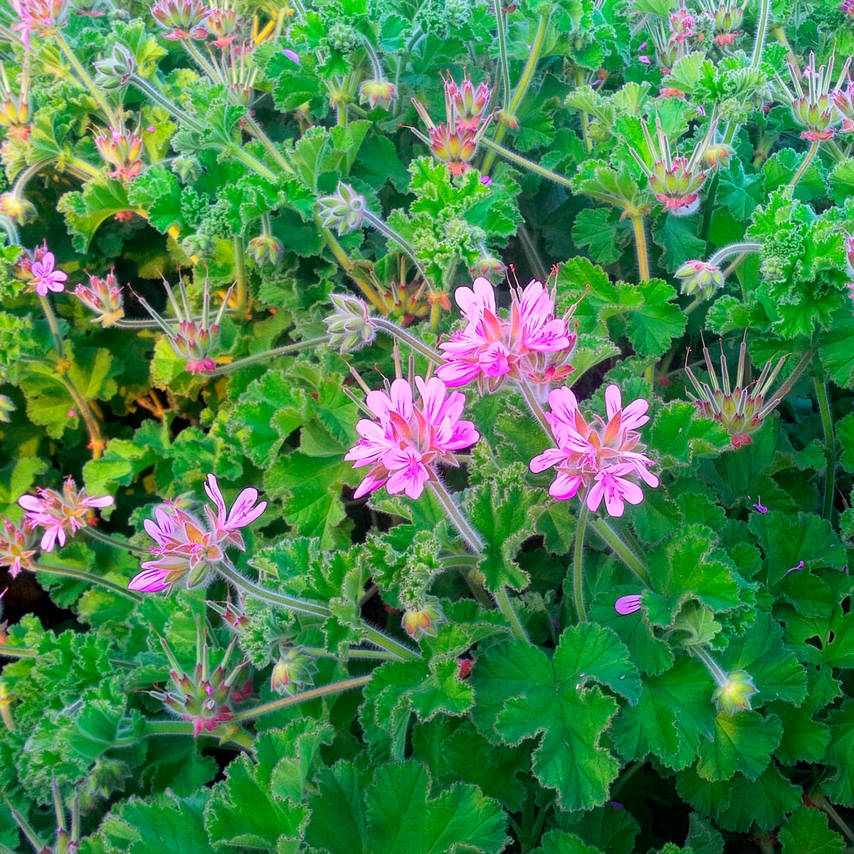 Geranium Capitatum - Willemse