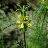 Juffertje-in-het-groen Transformer - Nigella orientalis Transformer - Willemse