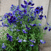 Brokaatbloem Kew Blue - Willemse