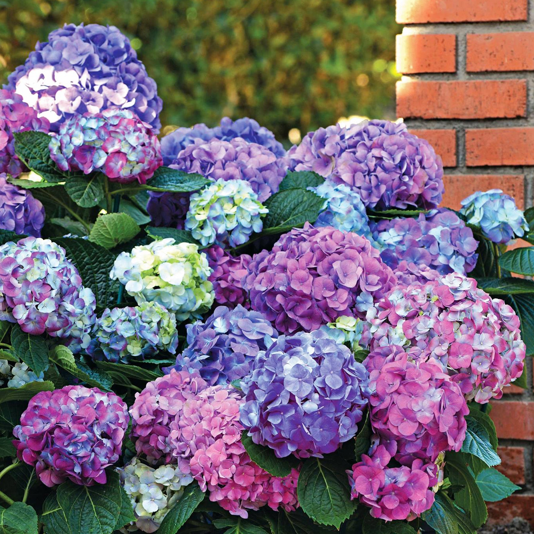 Boerenhortensia 'Tricolore' - Willemse