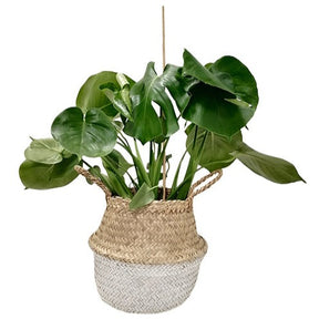 Belly Basket blanc - Willemse