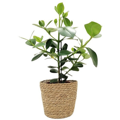 Basket Fenna - Willemse