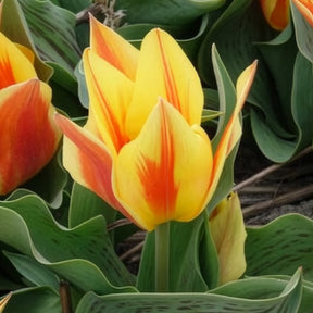 Tulipa Winnipeg - Tulpen Winnipeg (x10) - Tulpen