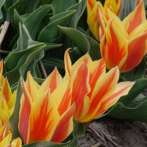 Verkoop Tulpen Winnipeg (x10)