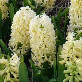 Hyacinthen 'City of Haarlem' (x6)