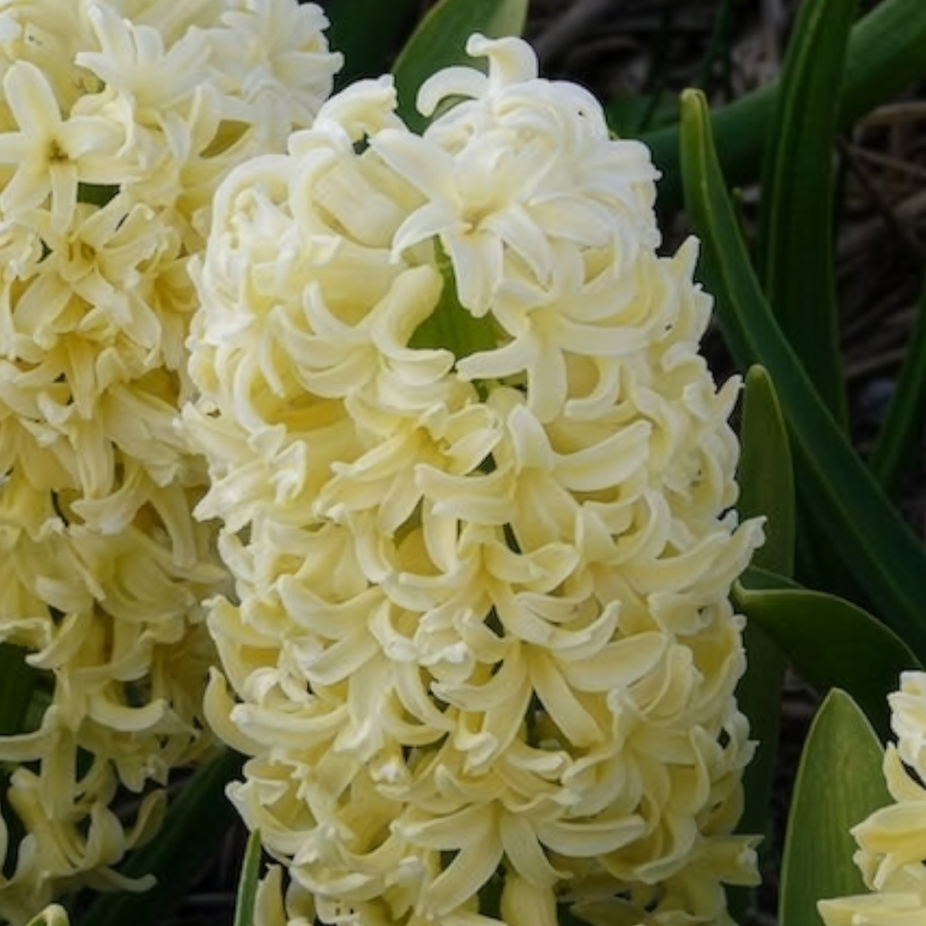 Hyacinthen 'City of Haarlem' (x6)