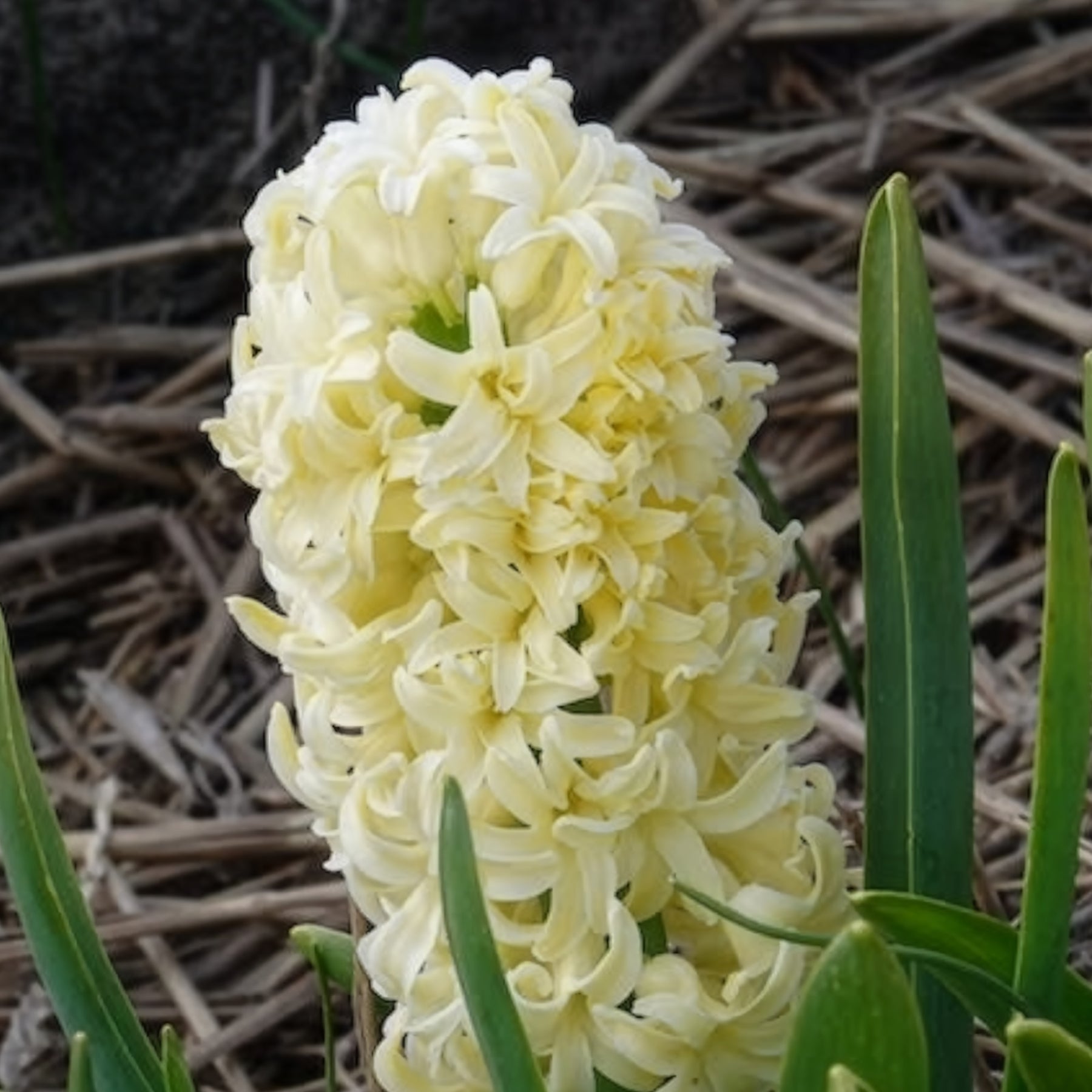 Hyacintus orientalis city of haarlem - Hyacinthen 'City of Haarlem' (x6) - Hyacint