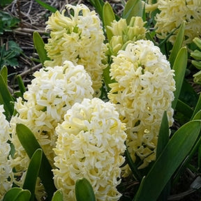 Hyacinthen 'City of Haarlem' (x6)