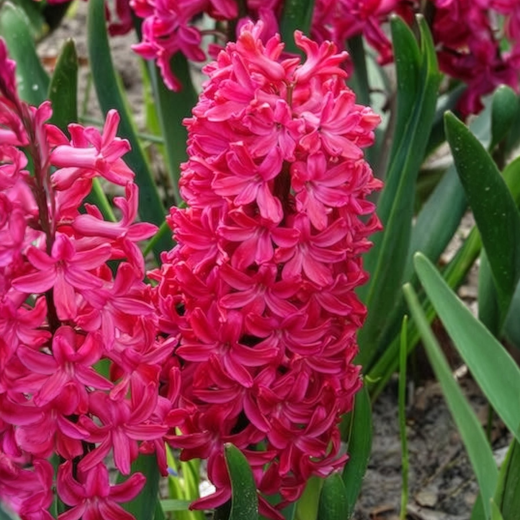 Hyacinthen 'Jan Bos' (x6) - Hyacint - Willemse