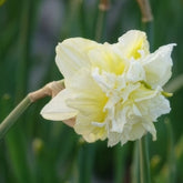 Dubbele Narcissen 'Obdam' (x10) - Narcissus obdam - Willemse