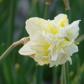 Dubbele Narcissen 'Obdam' (x10) - Narcissus obdam - Willemse