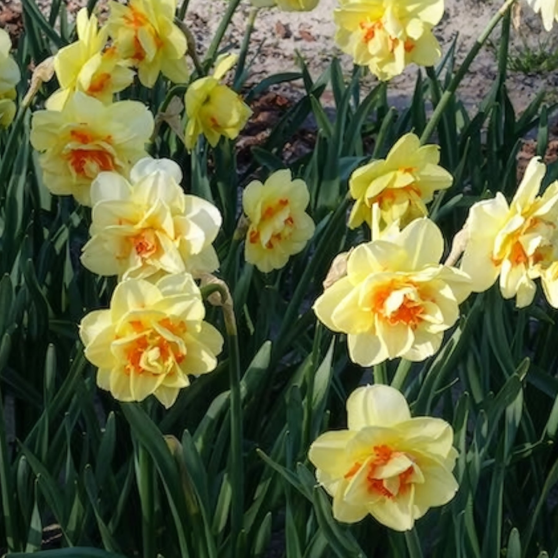 Verkoop Dubbele Narcissen 'Tahiti' (x10) - Narcissus Tahiti
