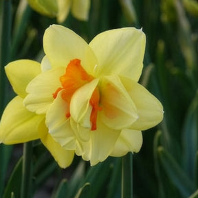 Dubbele Narcissen 'Tahiti' (x10)