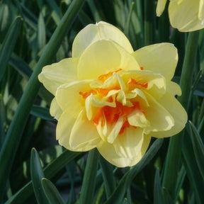 Dubbele Narcissen 'Tahiti' (x10) - Narcissus Tahiti - Willemse