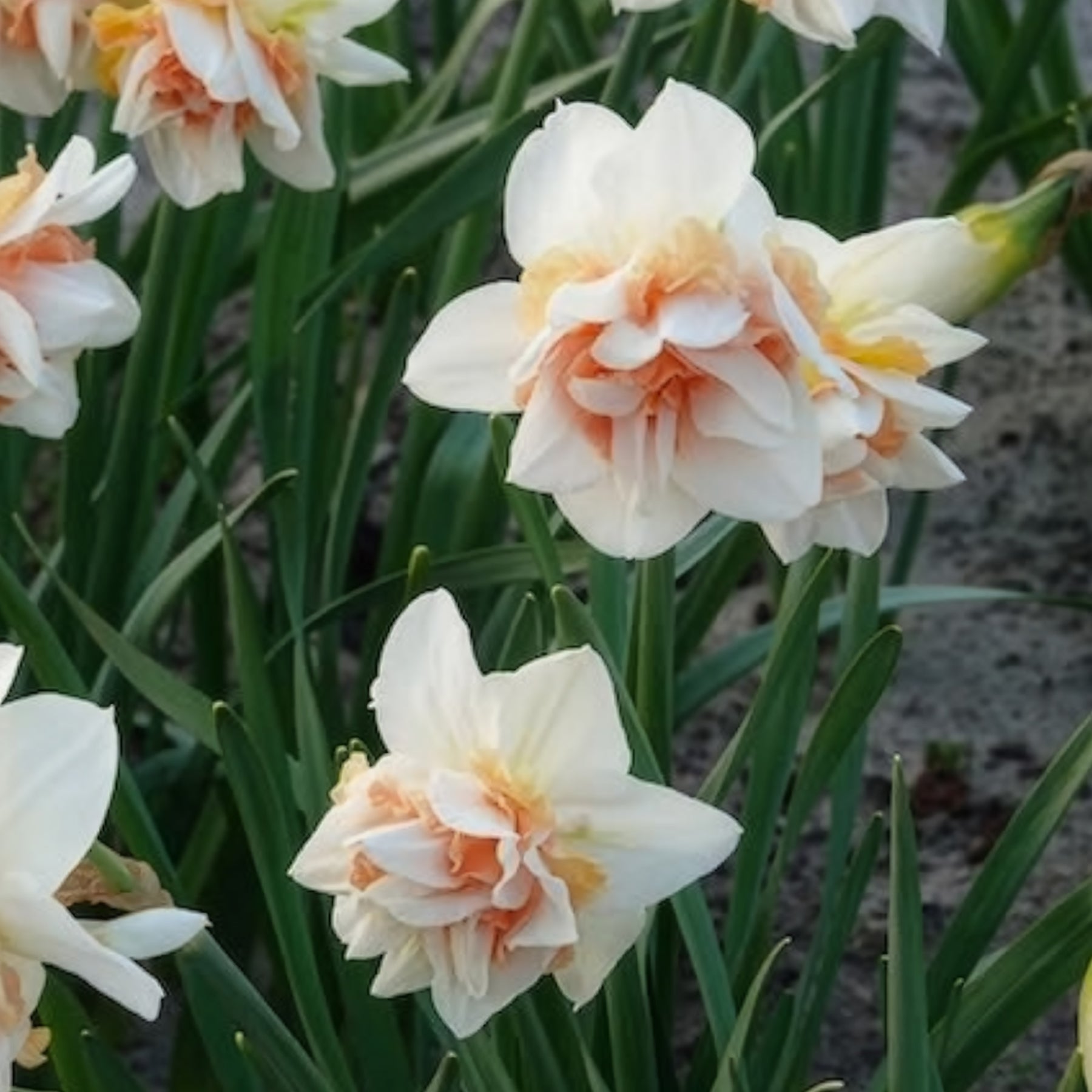 Dubbele Narcissen 'Replete' (x10) - Narcissen - Willemse