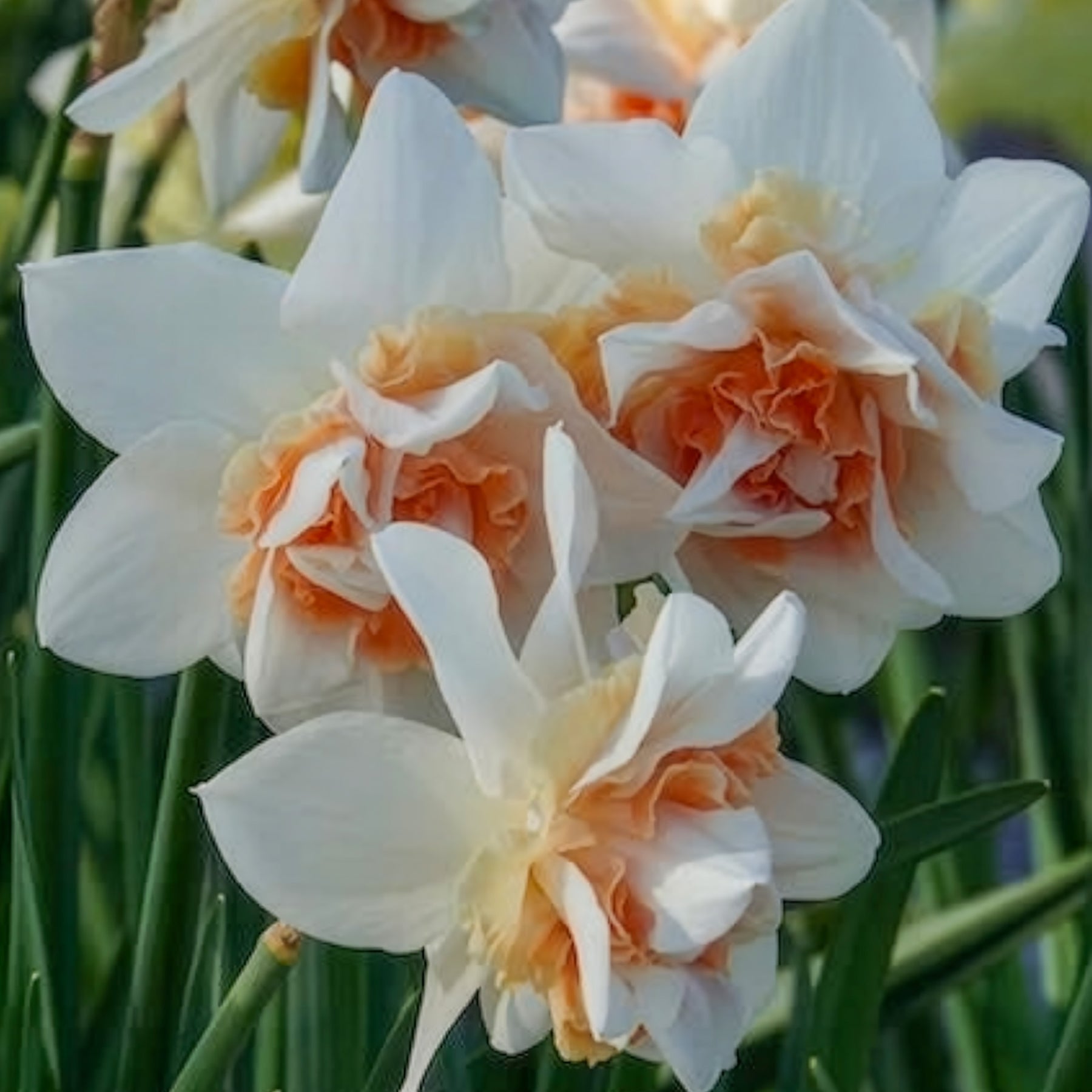 Dubbele Narcissen 'Replete' (x10) - Narcissus replete - Willemse
