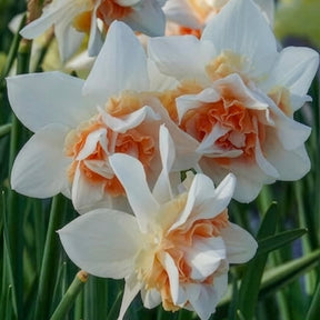Dubbele Narcissen 'Replete' (x10) - Narcissus replete - Willemse