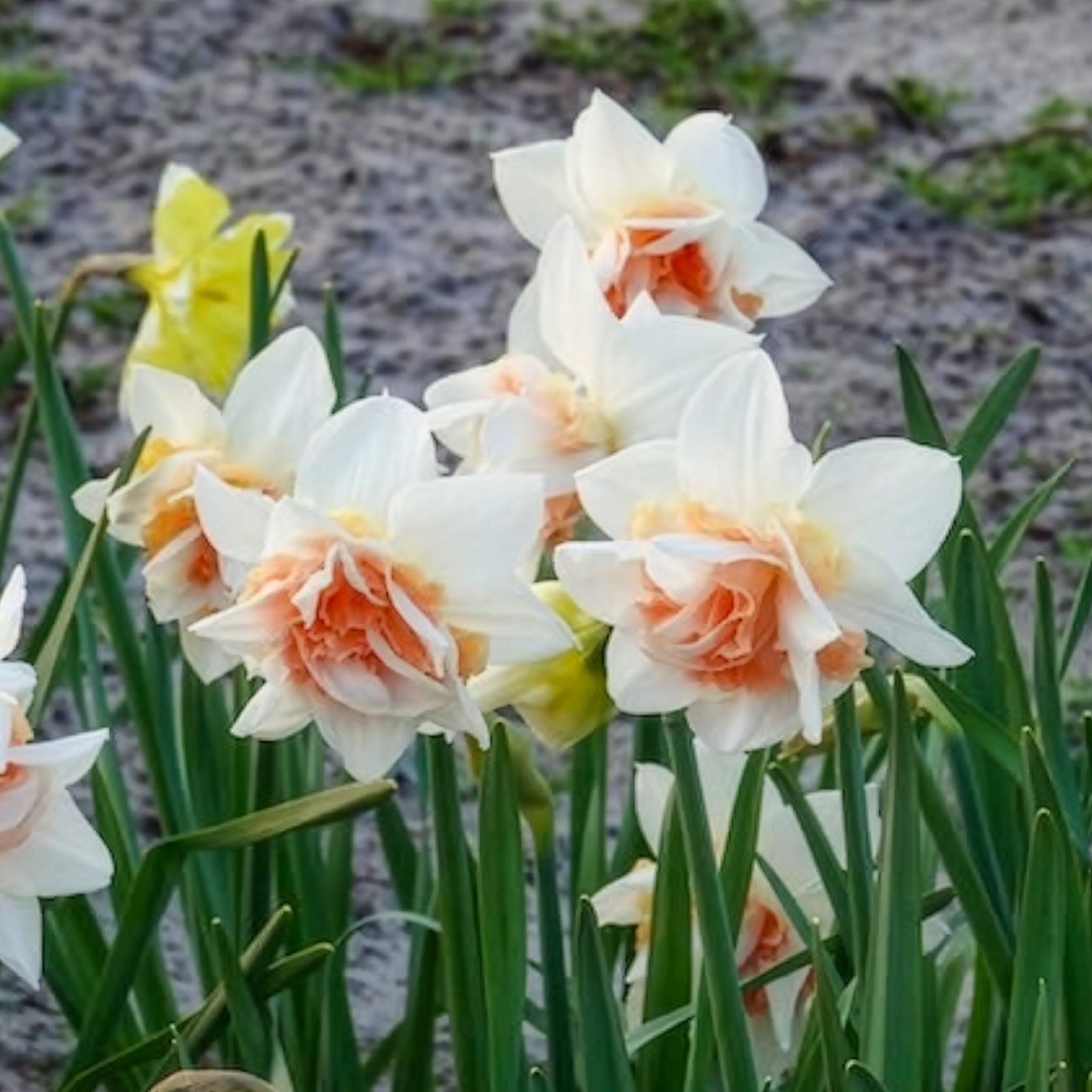 Verkoop Dubbele Narcissen 'Replete' (x10) - Narcissus replete