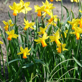 Narcis Jet Fire (x5) - Narcissen - Willemse