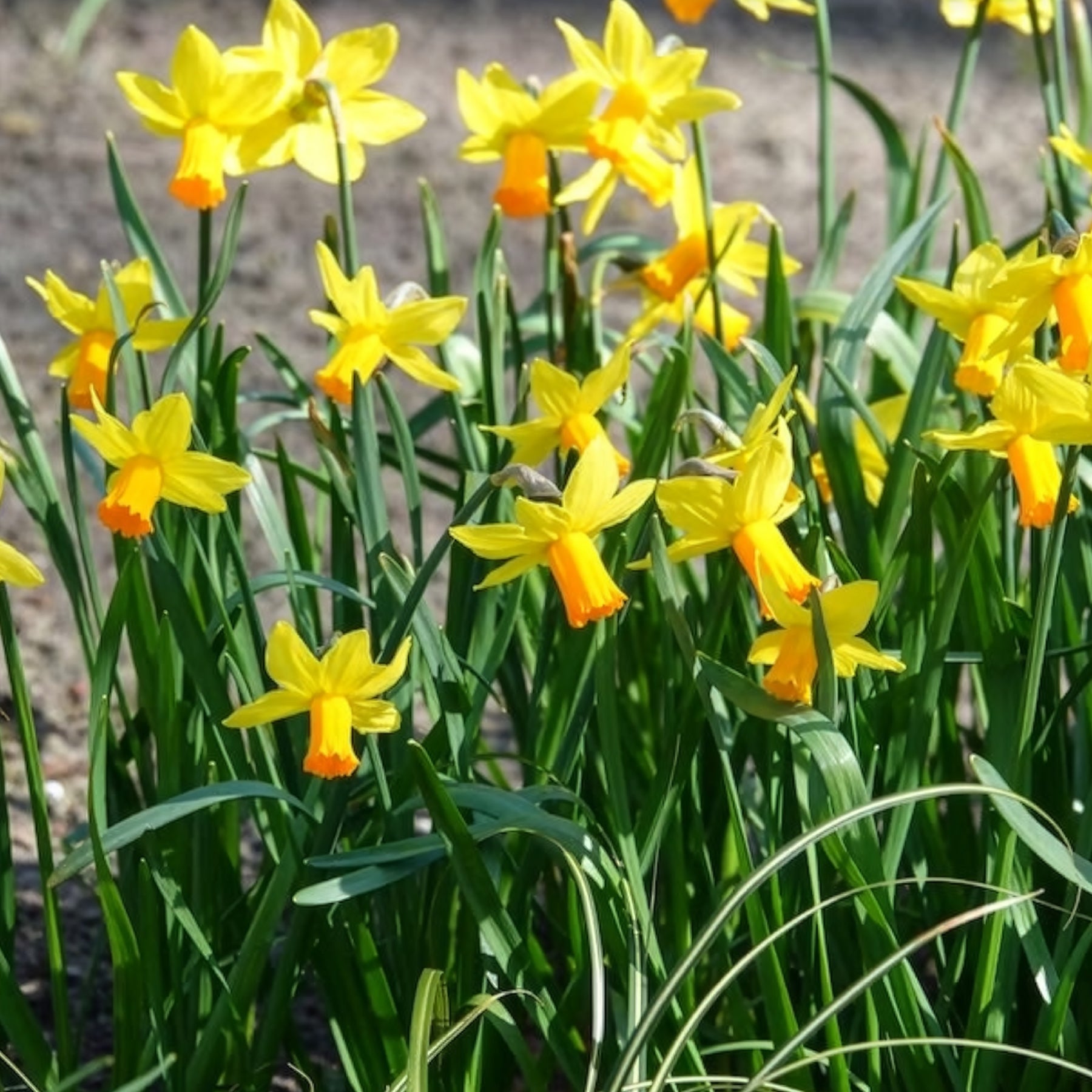 Narcis Jet Fire (x5)