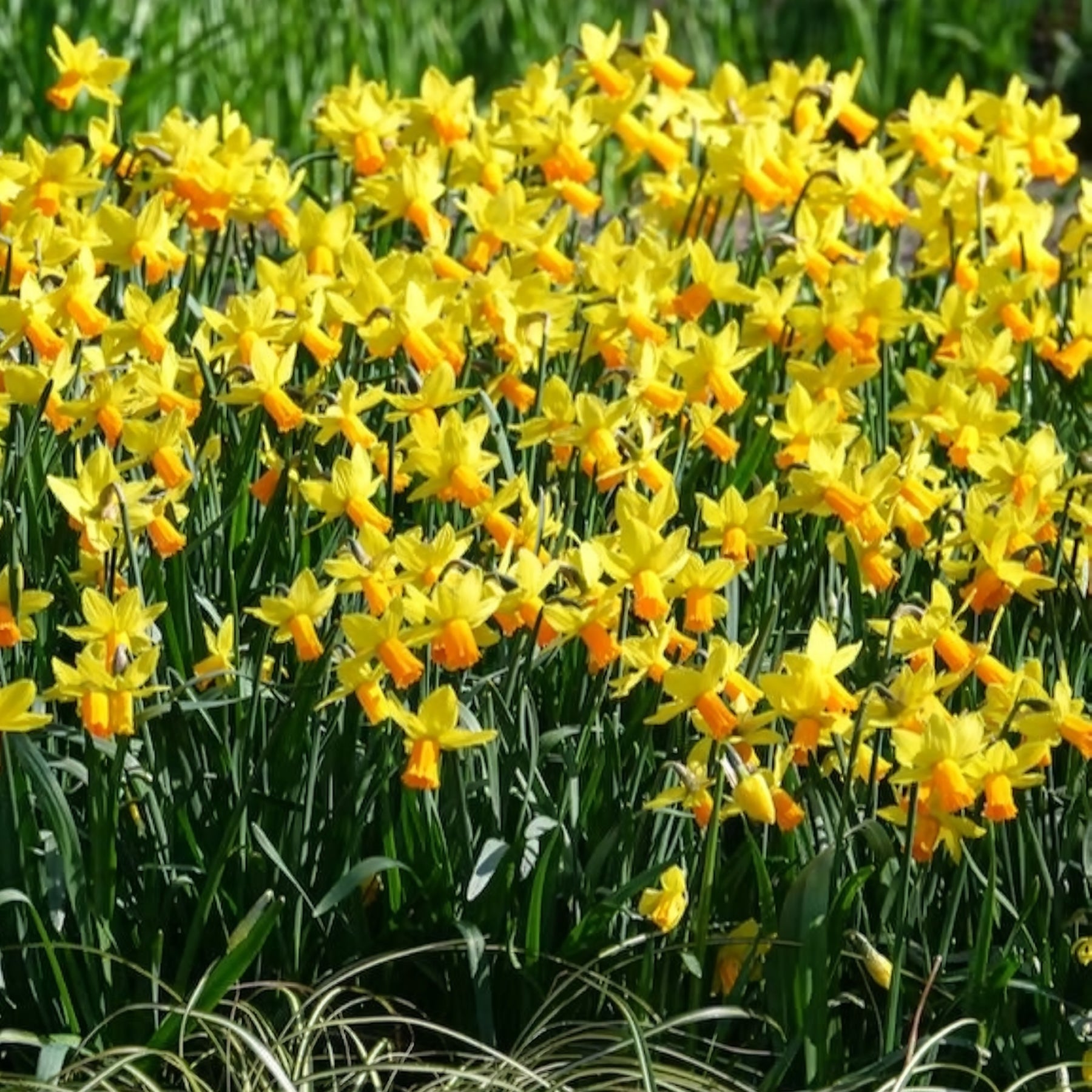 Narcis Jet Fire (x5)