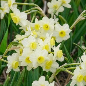 Narcis Minnow (x10) - Narcissen - Willemse