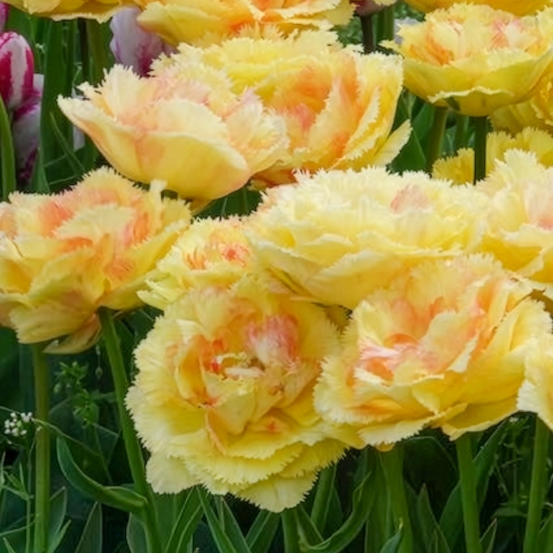Tulp 'Vaya con Dios' - Willemse