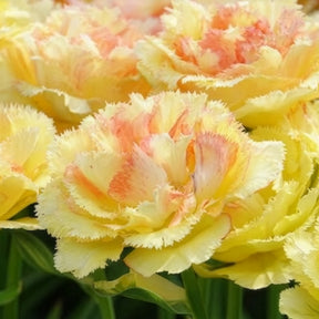 Tulipa vaya con dios - Tulp 'Vaya con Dios' - Tulpen