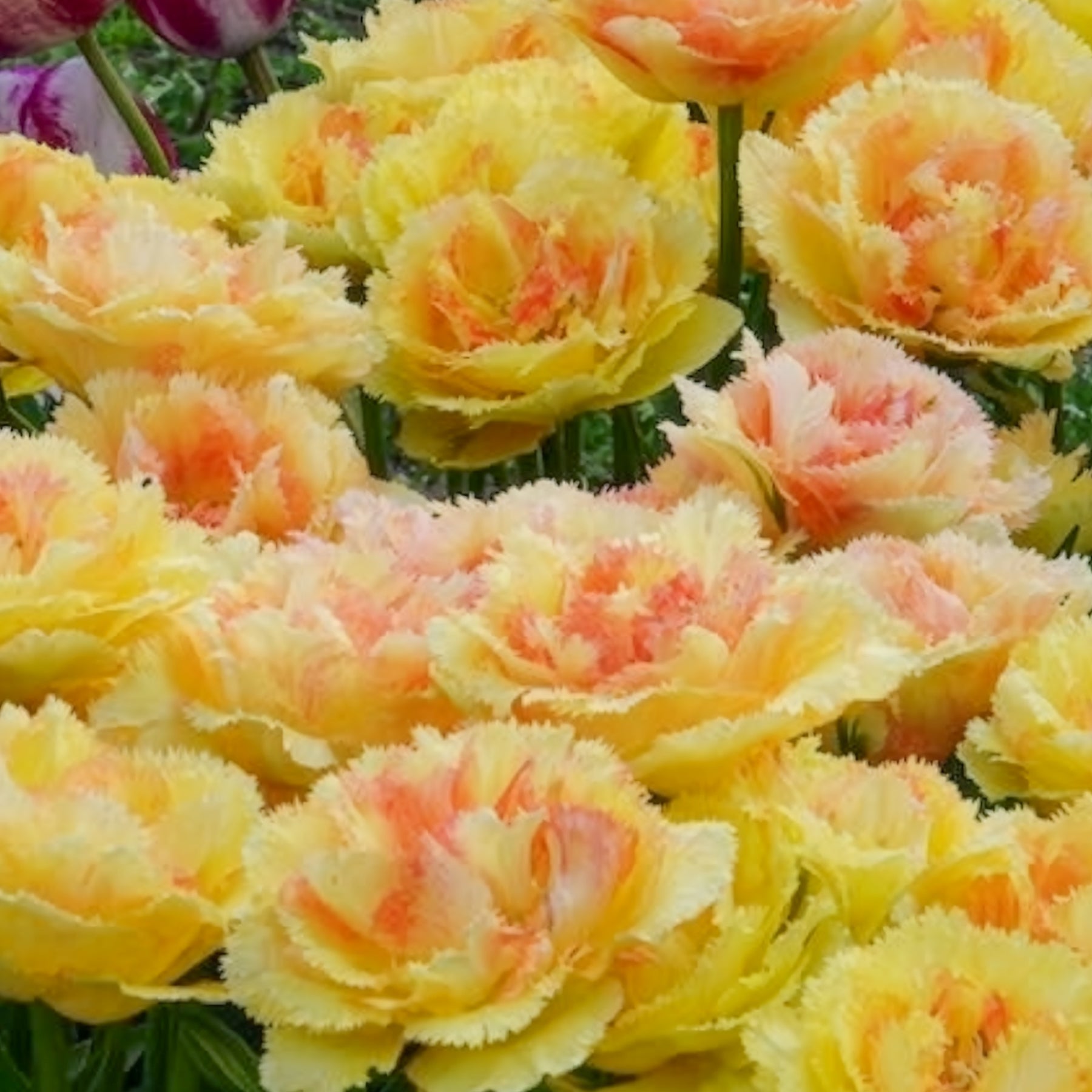 Tulpen - Tulp 'Vaya con Dios' - Tulipa vaya con dios