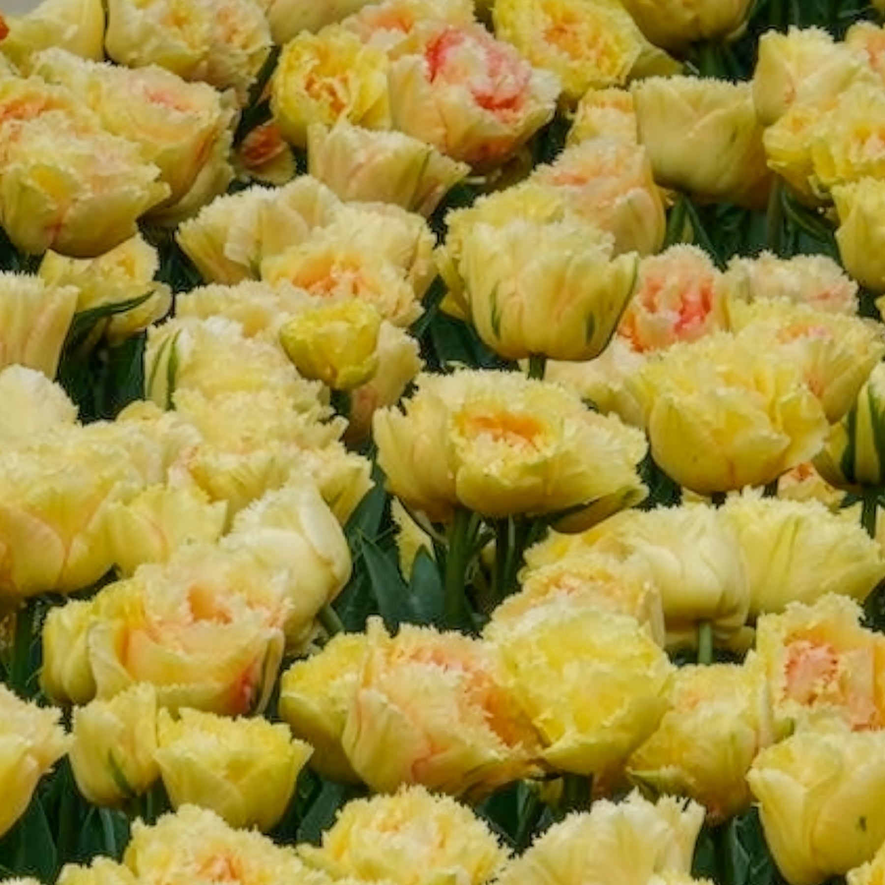 Tulp 'Vaya con Dios' - Tulipa vaya con dios - Willemse