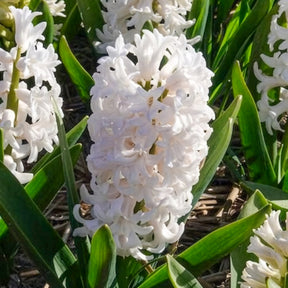 Hyacinthus orientalis - Witte Hyacinthen (x3) - Hyacint