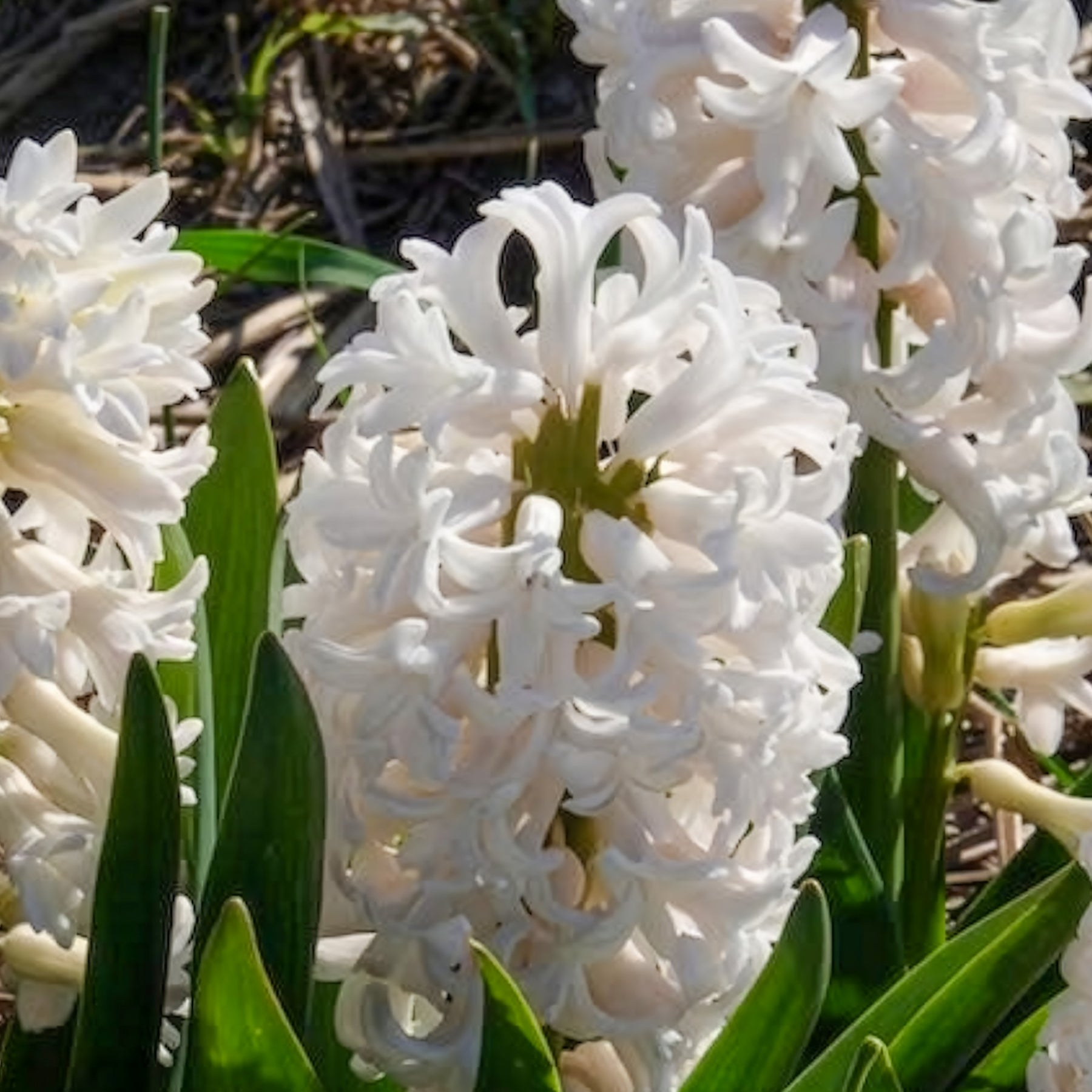 Witte Hyacinthen (x3) - Hyacinthus orientalis - Willemse