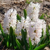 Witte Hyacinthen (x3) - Willemse