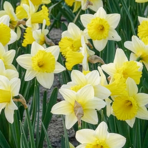 Verkoop Narcissen - Narcissen 'Goblet' (x10)