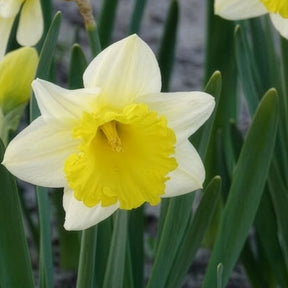 Narcissen 'Goblet' (x10) - Narcissen - Willemse