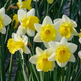 Verkoop Narcissen 'Goblet' (x10) - Narcissen