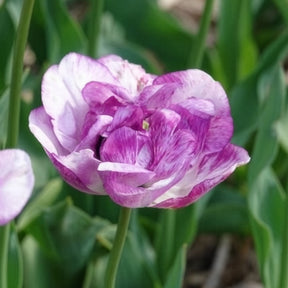 Pioentulpen 'Shirley Double' (x5) - Tulipa Shirley Double - Willemse