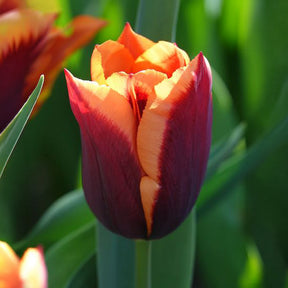 Tulipa gavota - Tulpen 'Gavota' (x10) - Tulpen