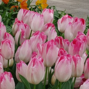 Verkoop Triumph tulpen 'Supri Erotic' (x10) - Tulipa supri erotic
