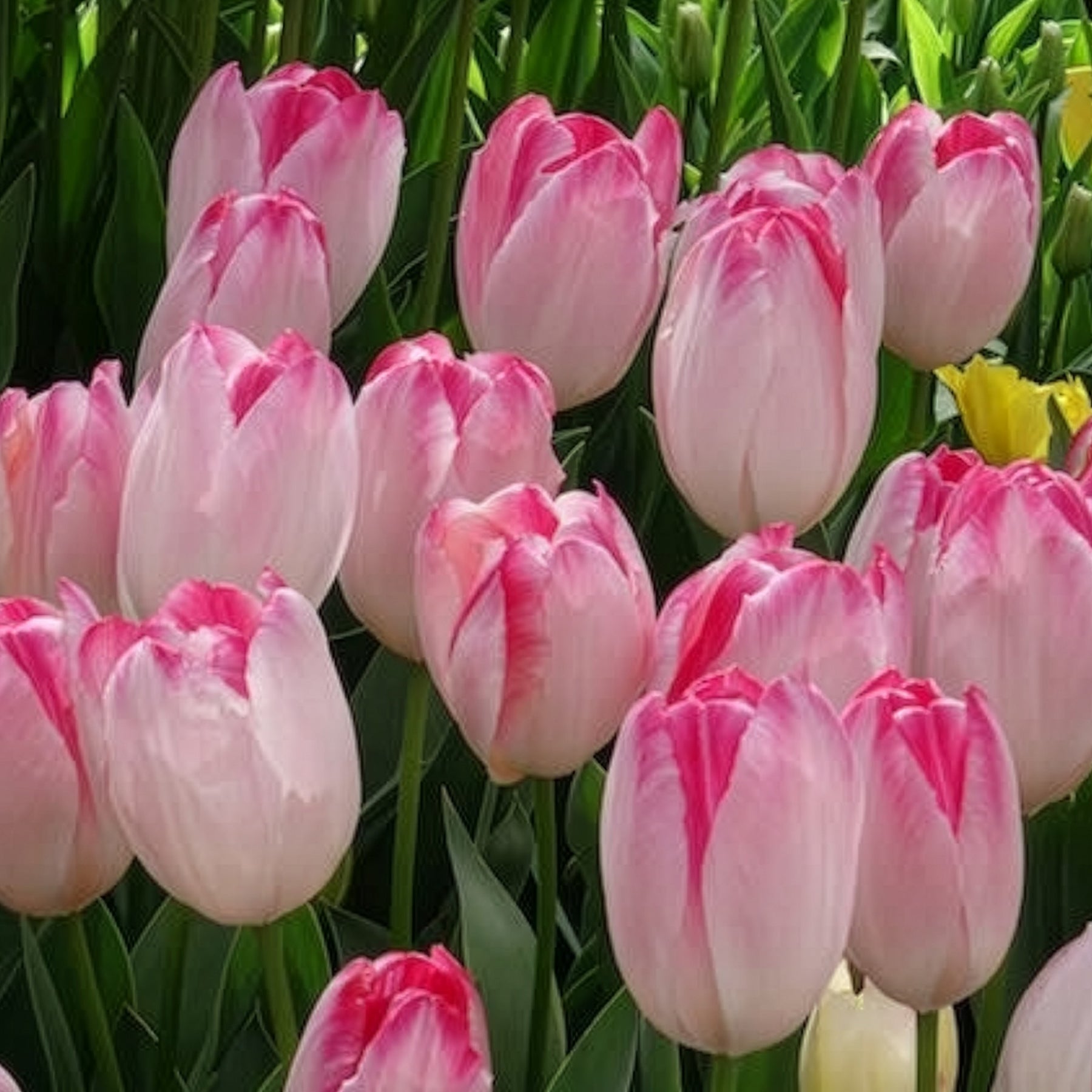 Verkoop Triumph tulpen 'Supri Erotic' (x10)