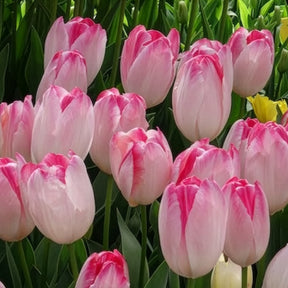 Verkoop Triumph tulpen 'Supri Erotic' (x10)