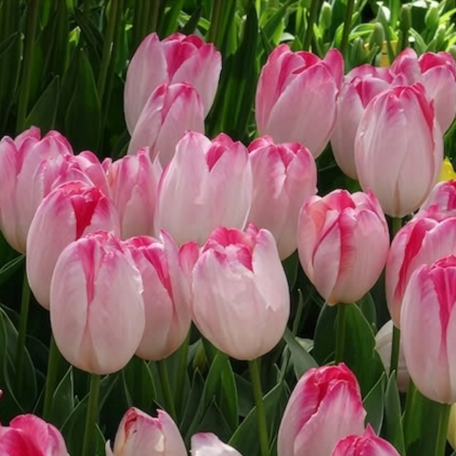 Triumph tulpen 'Supri Erotic' (x10) - Tulpen - Willemse