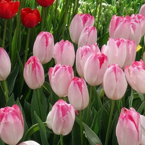 Triumph tulpen 'Supri Erotic' (x10)