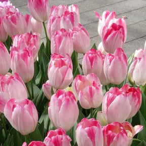 Triumph tulpen 'Supri Erotic' (x10) - Tulipa supri erotic - Willemse